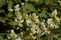 Paracalyx scariosus